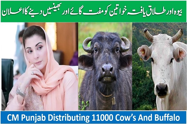 CM Punjab Distributing 11000 Cows and Buffalos