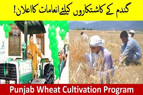 Wheat Cultivation Program